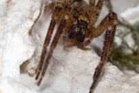 La Zoropse  pattes pineuses. Une femelle (Araneae - Zoropsidae - Zoropsis spinimana)